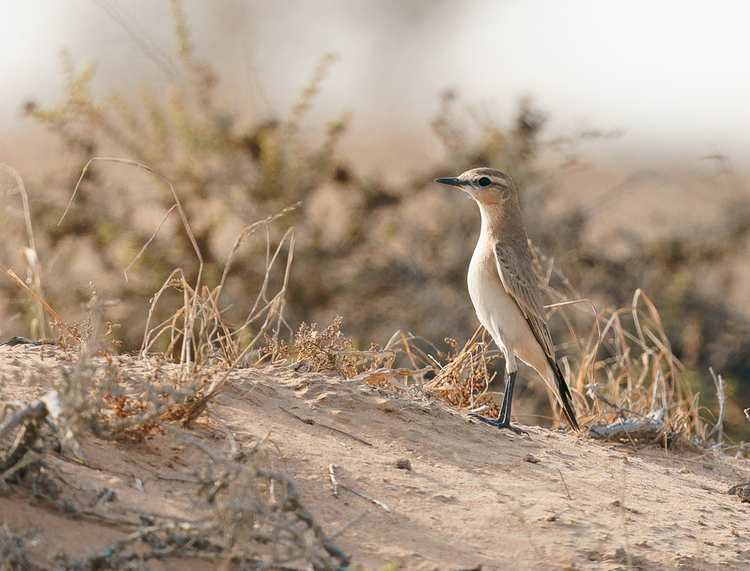 Isabelline Wheatear