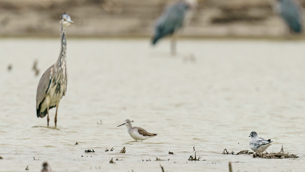 Marsh Sandpiper