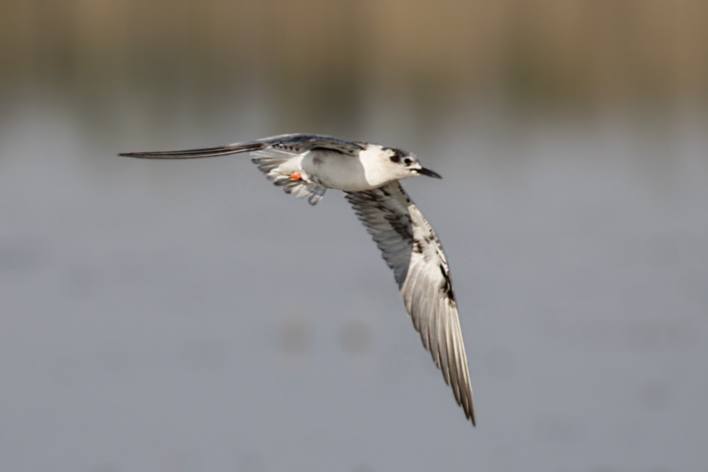 White-winged Tern