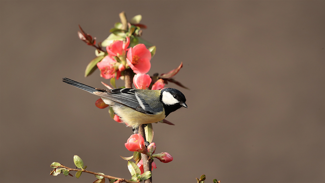 Great Tit