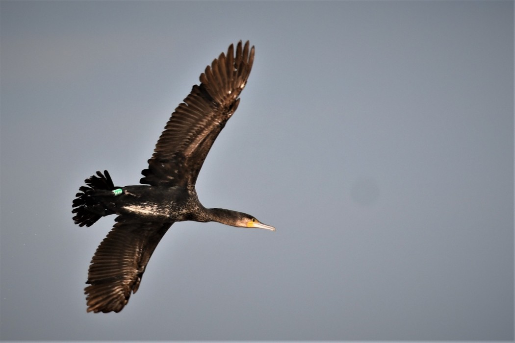 Great Cormorant
