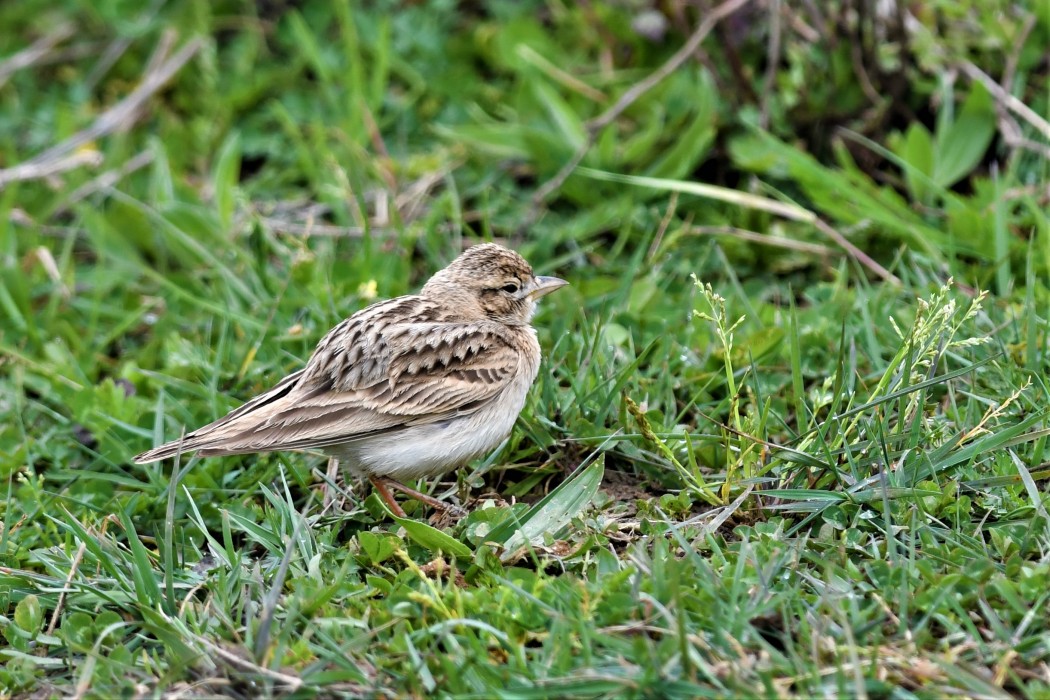 Greater Short-toed Lark