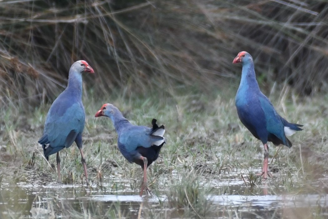 Grey-headed Swamphen