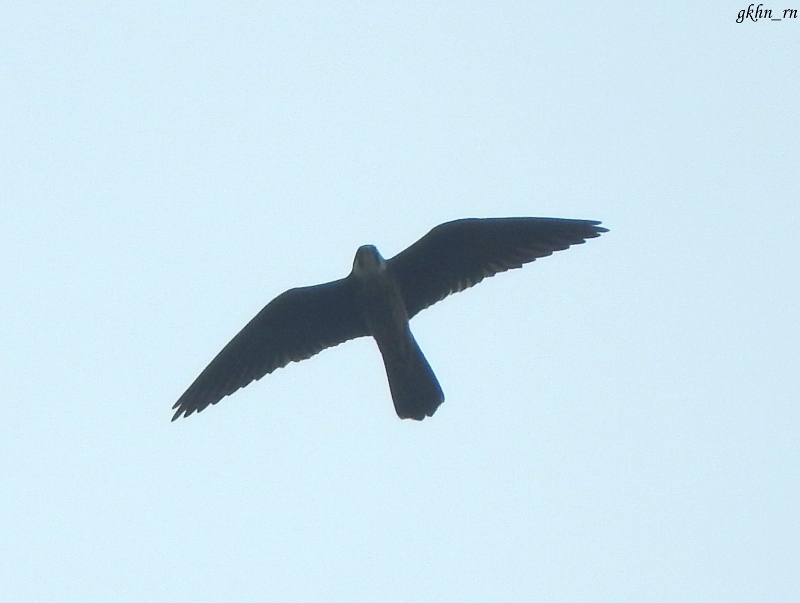 Eleonora`s Falcon