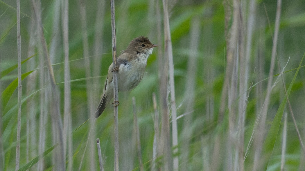 Common Reed Warbler