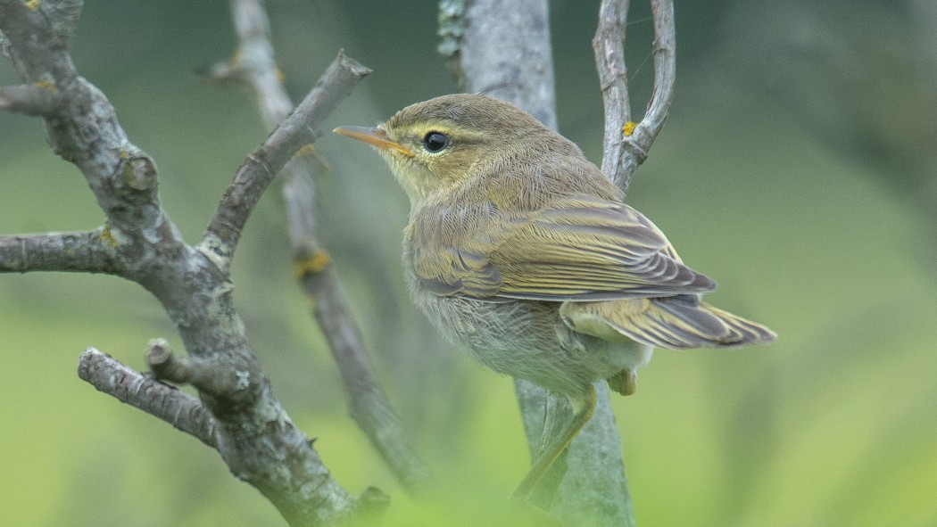 Willow Warbler
