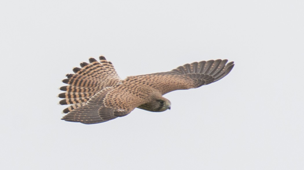 Common Kestrel