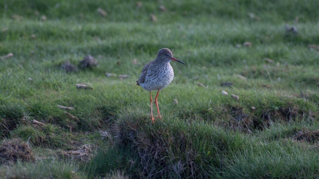 Common Redshank