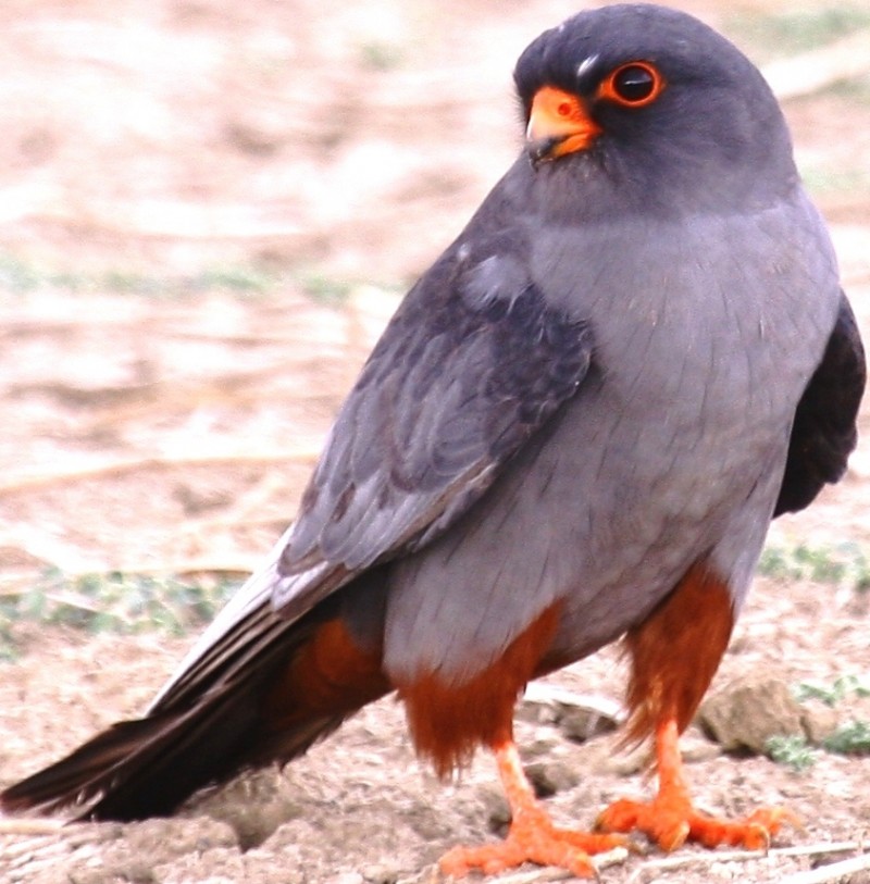 Red-footed Falcon