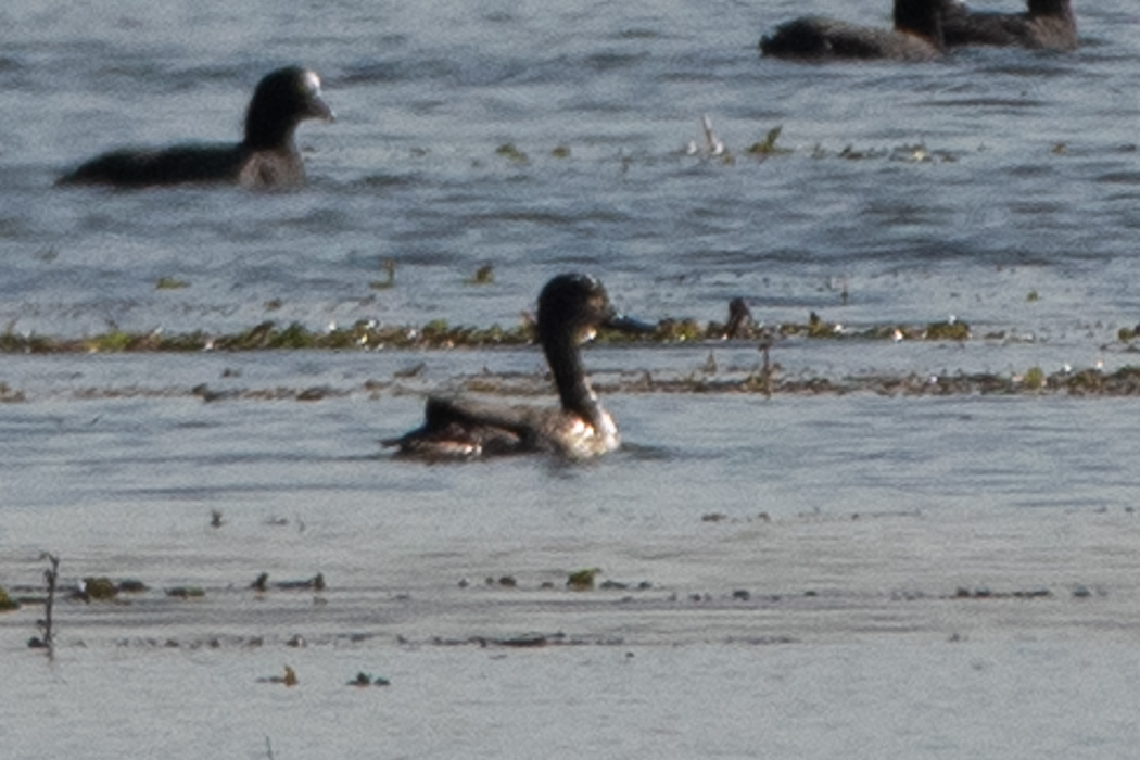 Northern Pintail