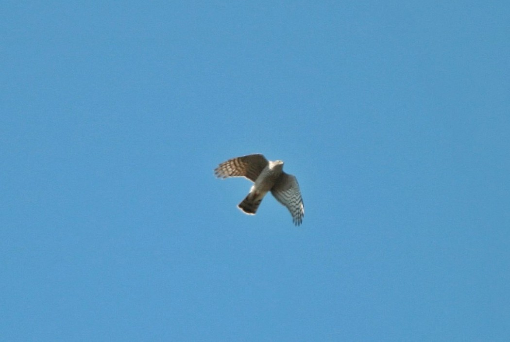 Eurasian Goshawk
