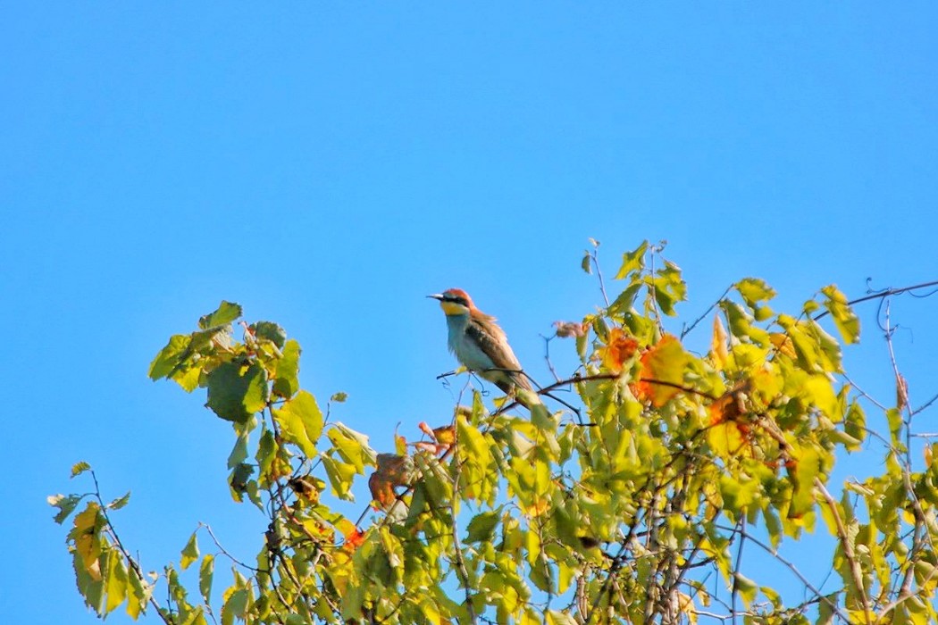 European Bee-eater