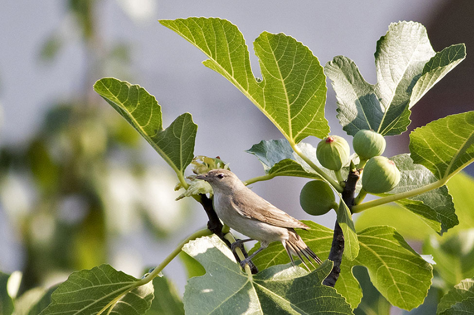 Garden Warbler