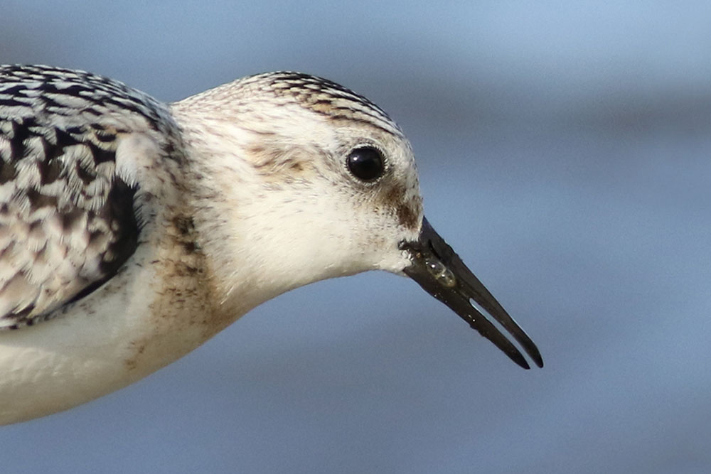 Sanderling