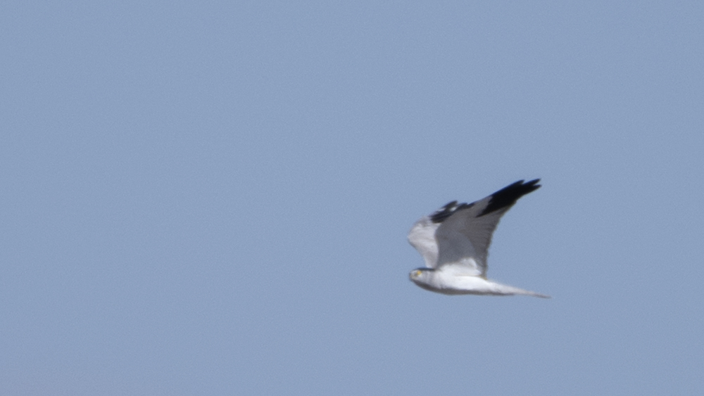 Pallid Harrier