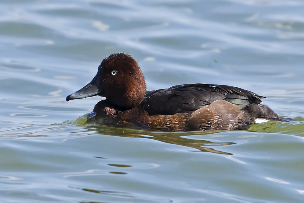 Ferruginous Duck