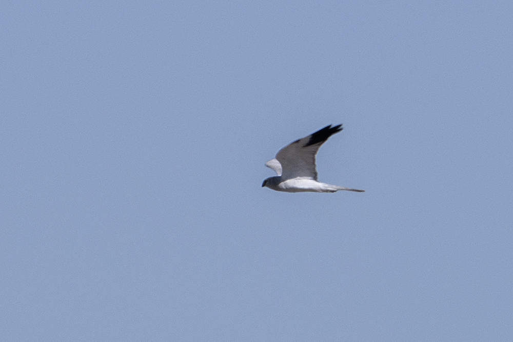Pallid Harrier