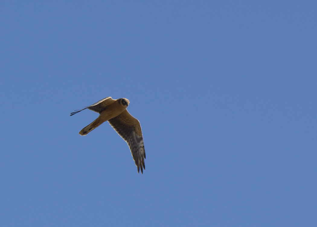 Pallid Harrier