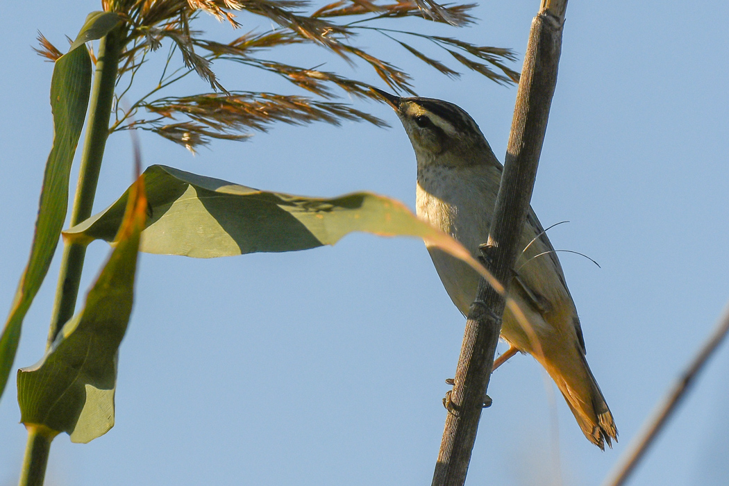 Kındıra Kamışçını