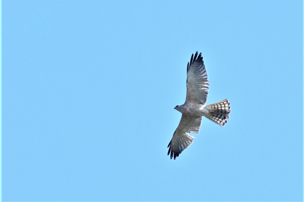 Levant Sparrowhawk