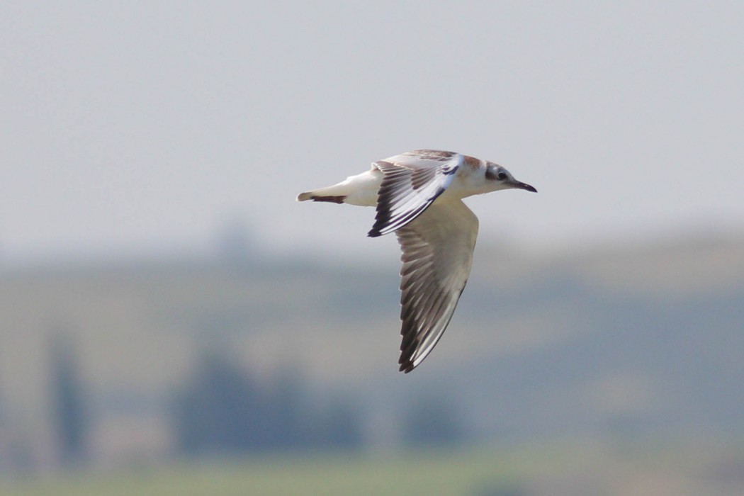 Little Gull