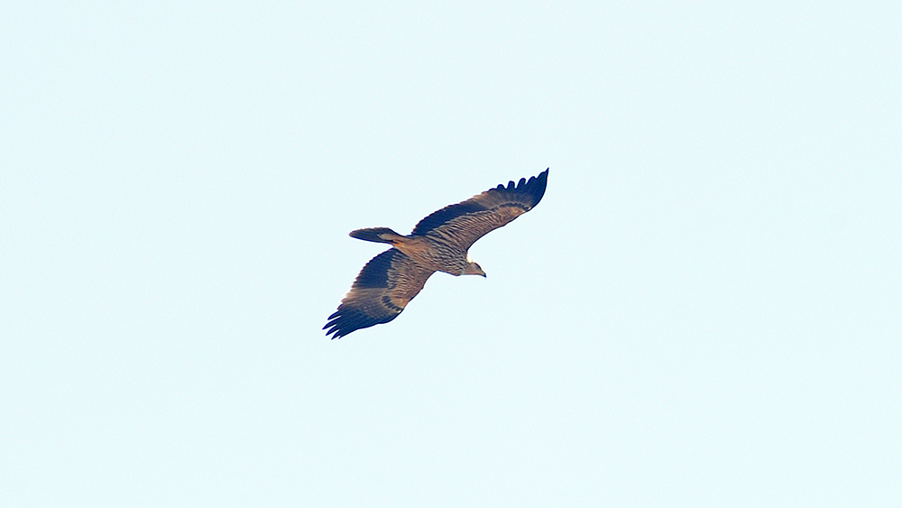 Eastern Imperial Eagle