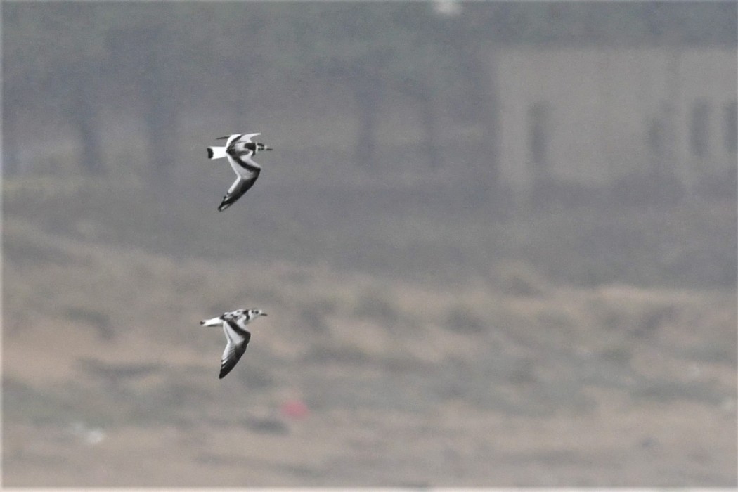 Little Gull