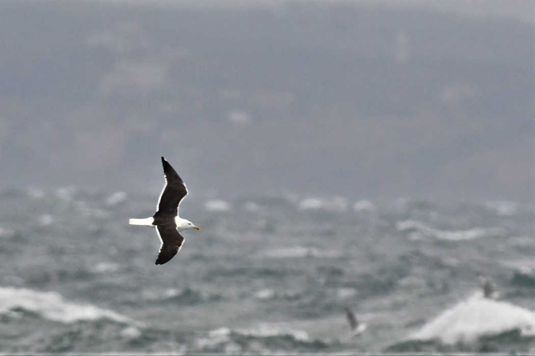 Lesser Black-backed Gull