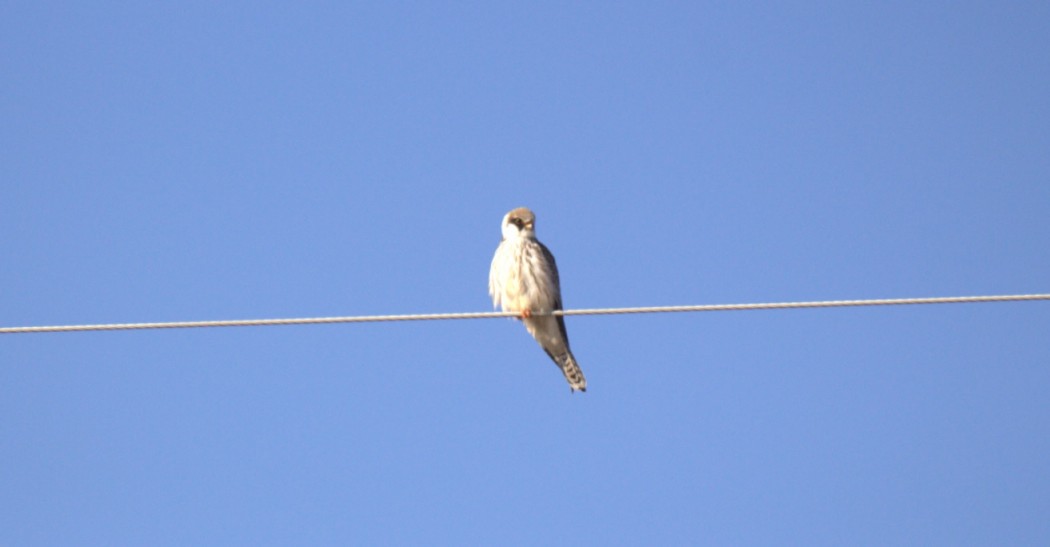 Ala Doğan