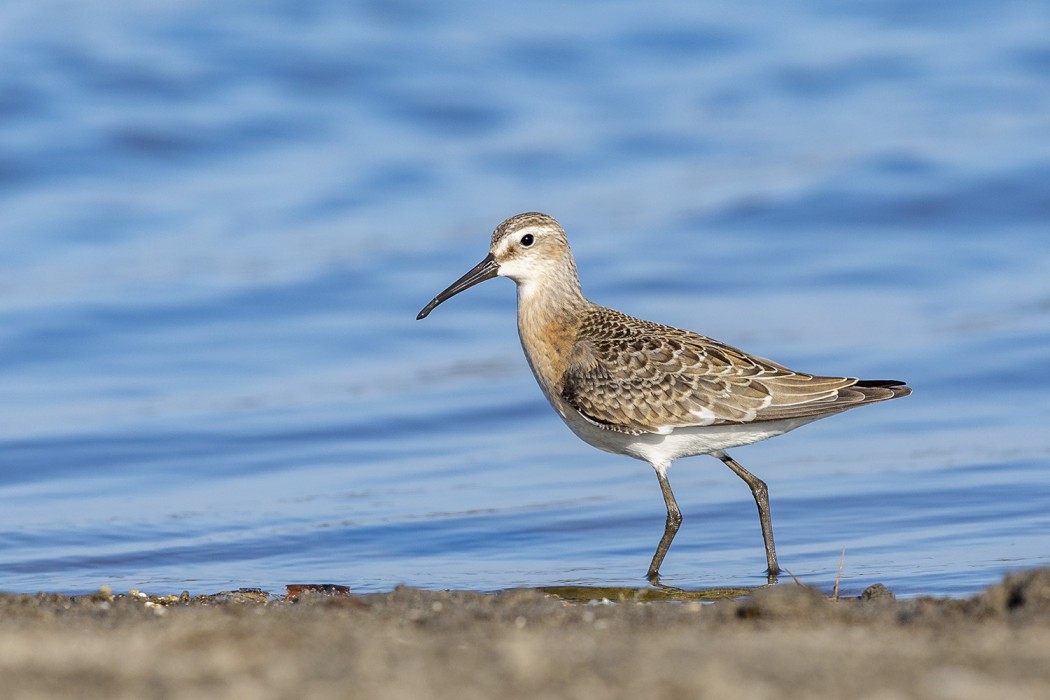Curlew Sandpiper