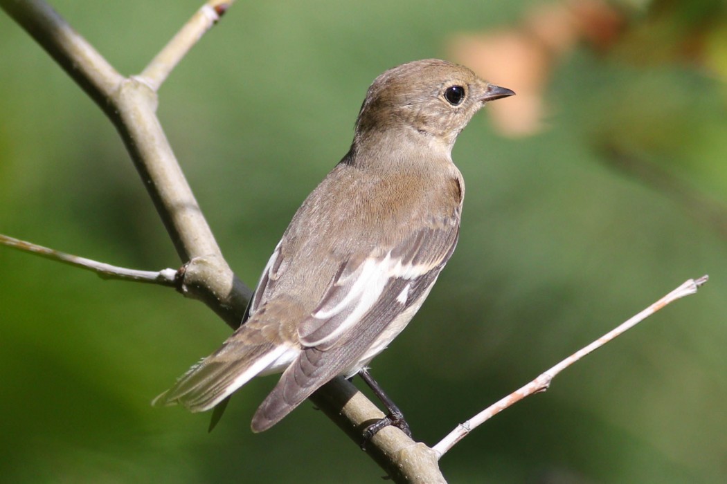 Semicollared Flycatcher