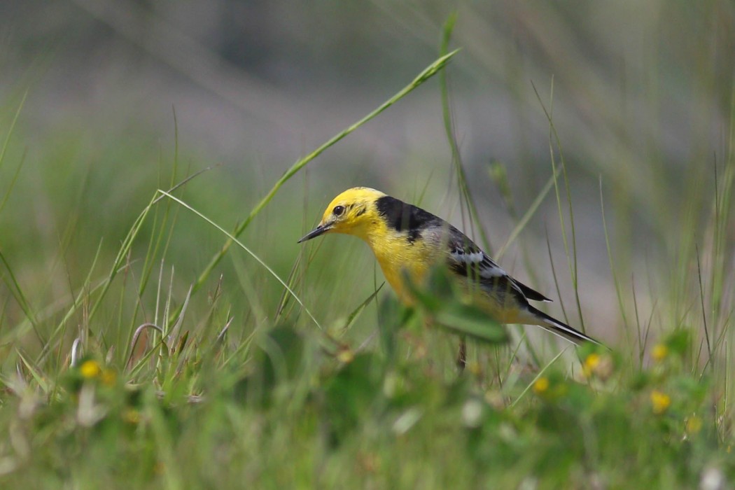 Citrine Wagtail