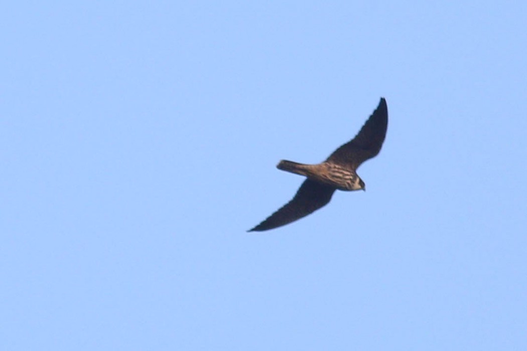 Eleonora`s Falcon