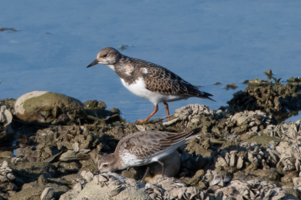 Ruddy Turnstone