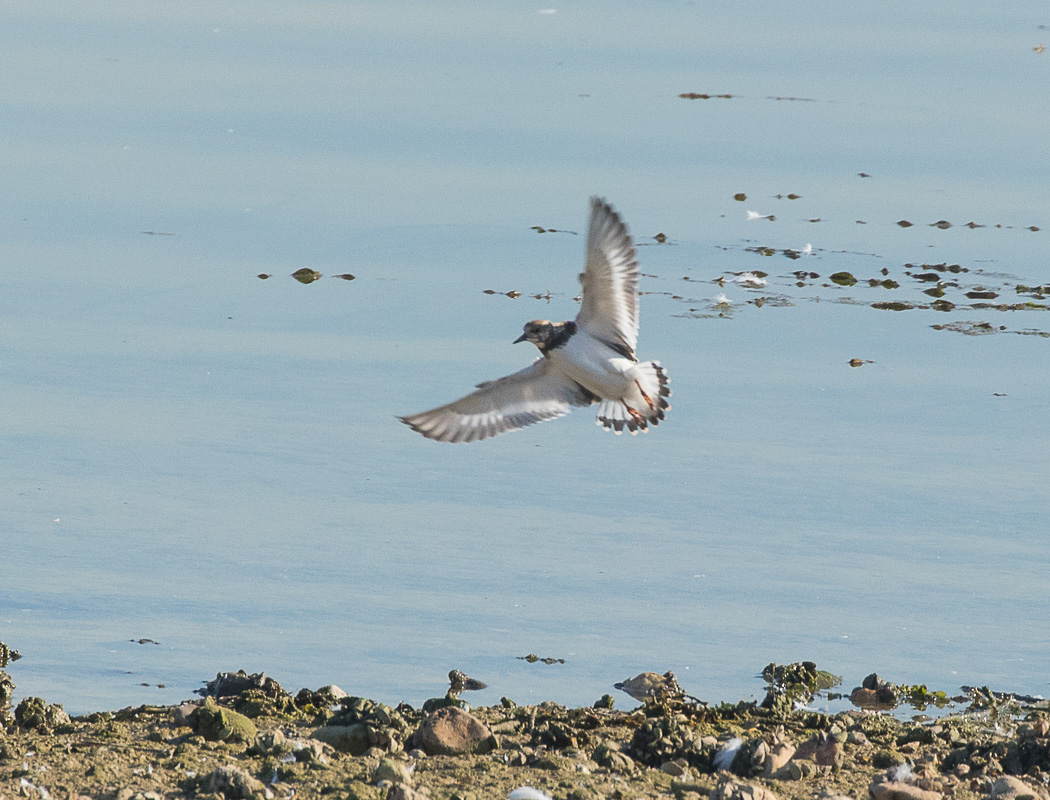 Ruddy Turnstone