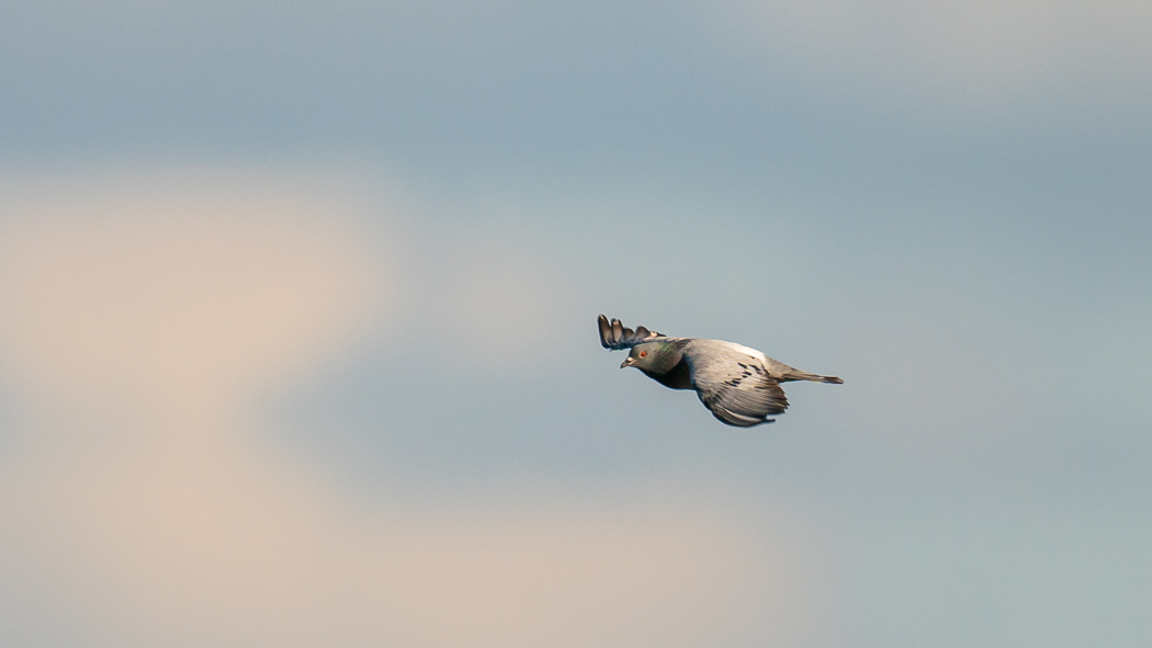 Rock Dove