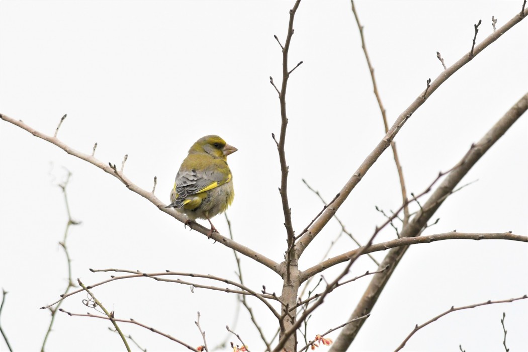 European Greenfinch