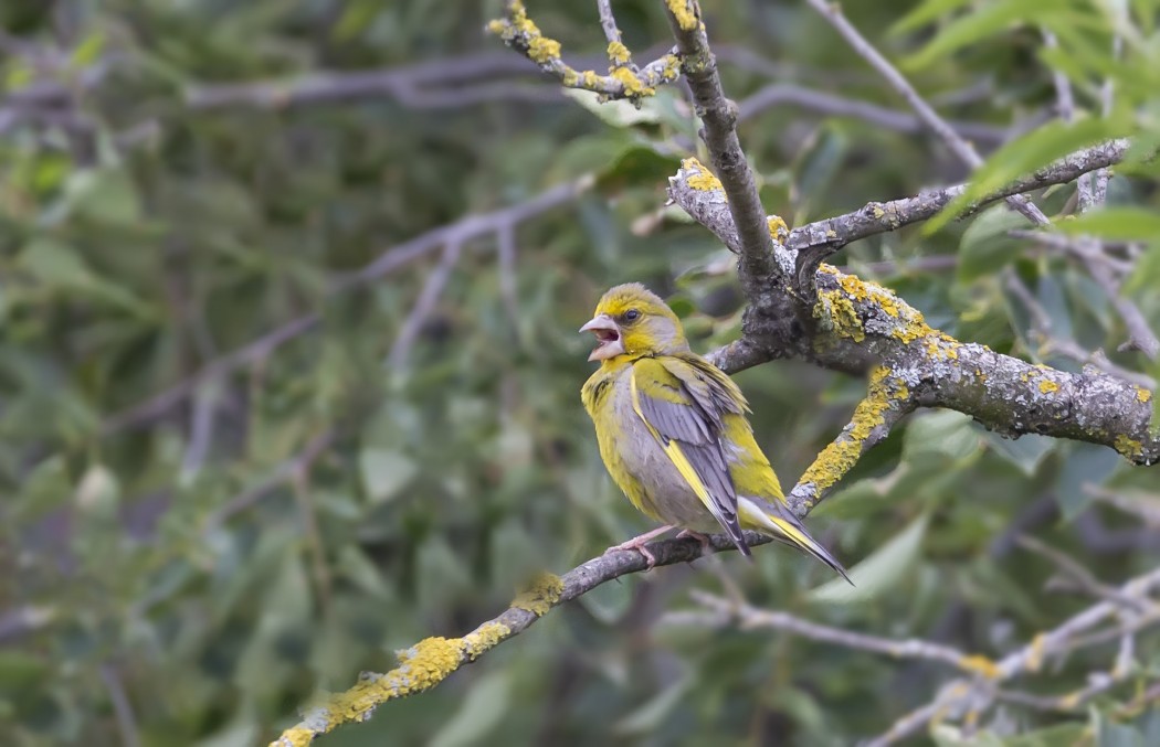 European Greenfinch