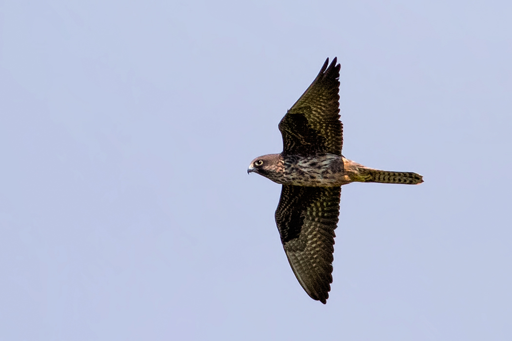 Eleonora`s Falcon