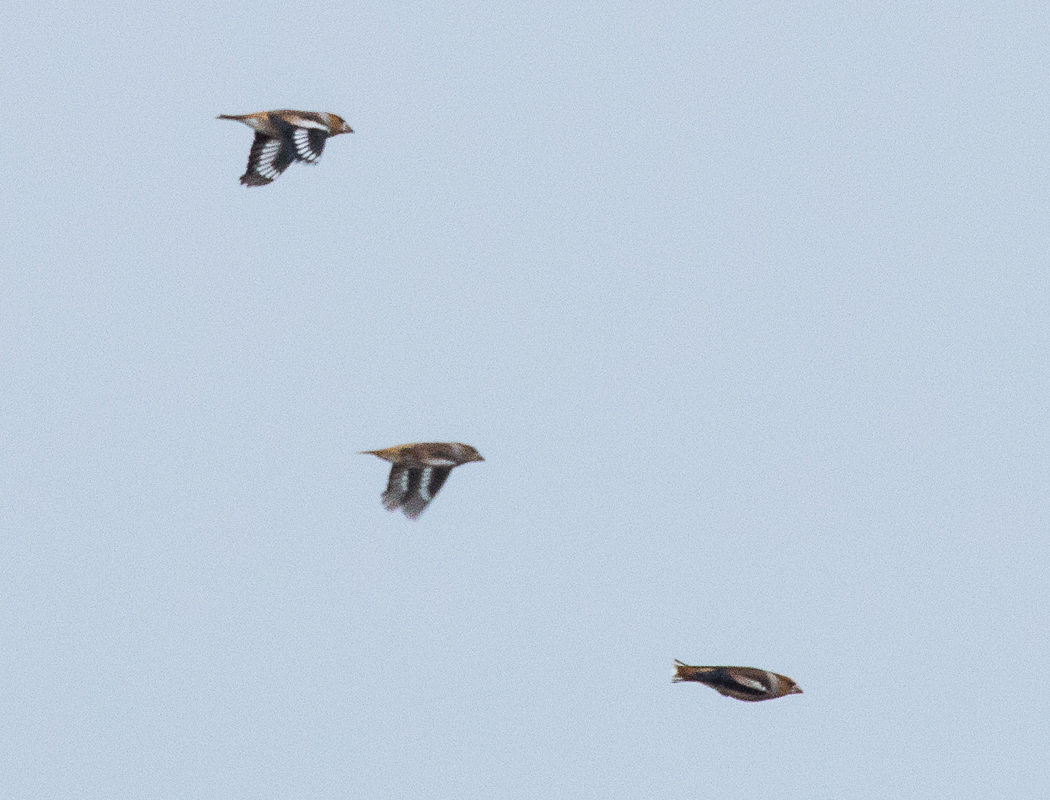 Hawfinch