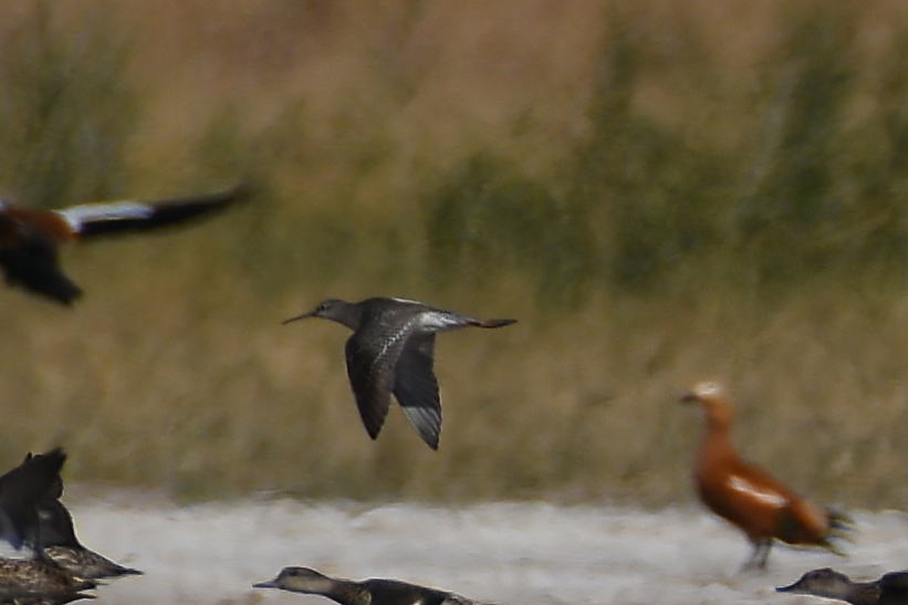 Spotted Redshank