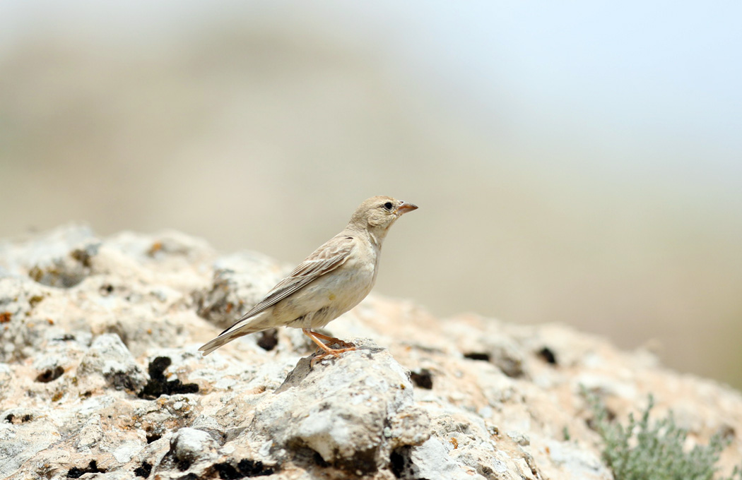 Pale Rockfinch
