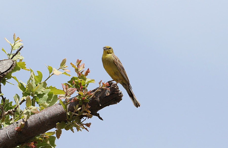 Cinereous Bunting