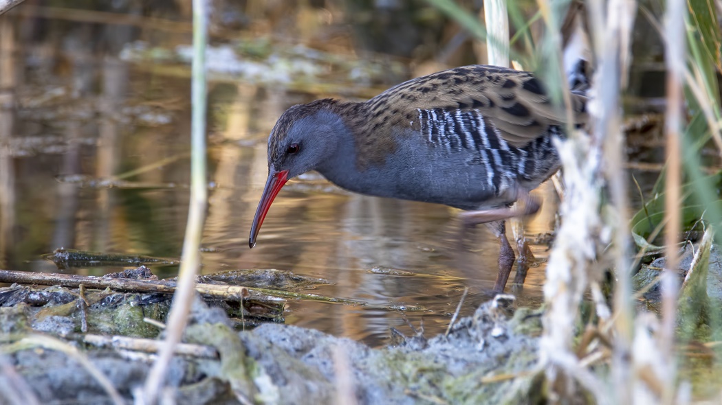 Water Rail