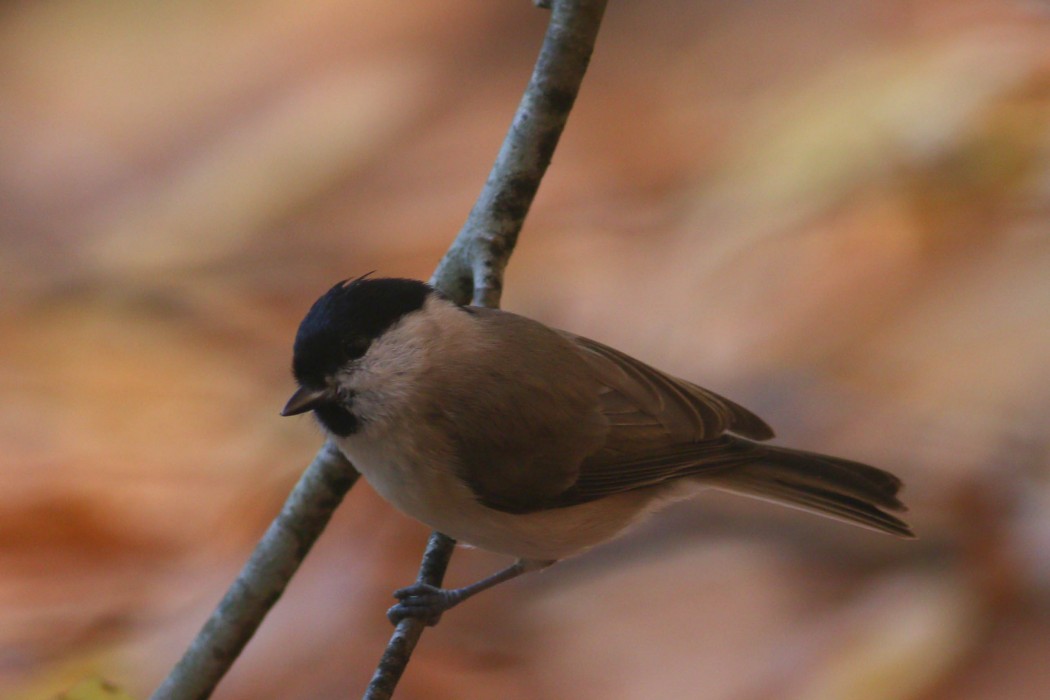 Marsh Tit