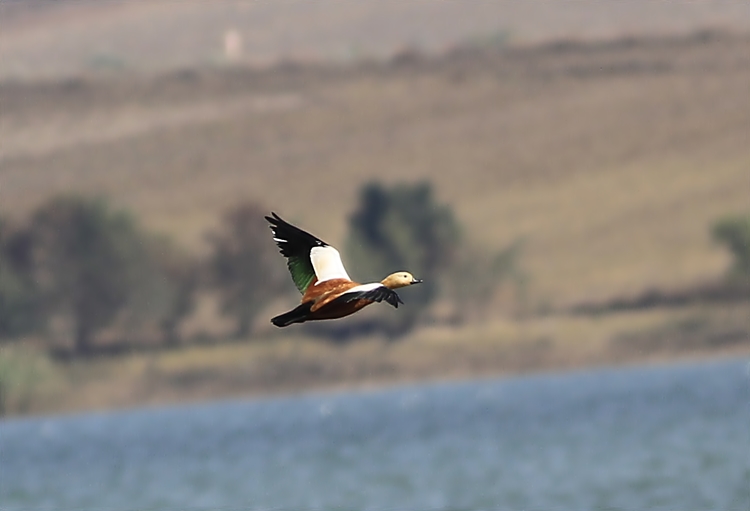 Ruddy Shelduck