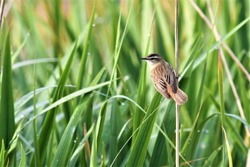 Sedge Warbler
