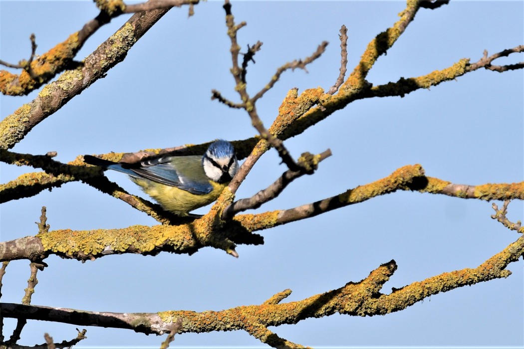 Eurasian Blue Tit