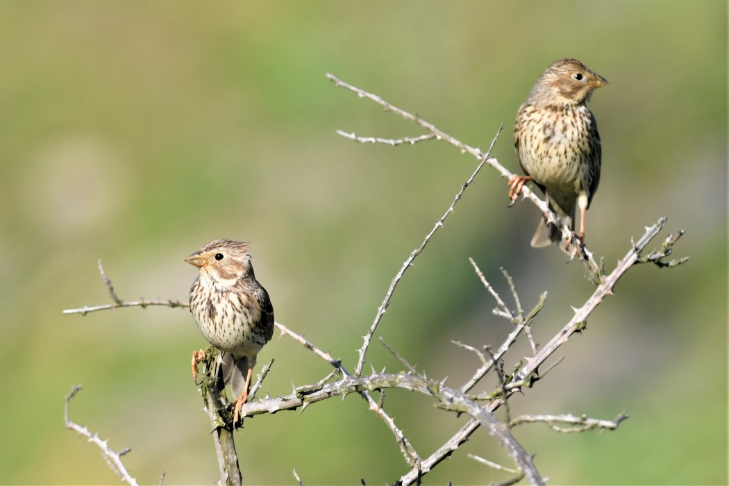 Corn Bunting