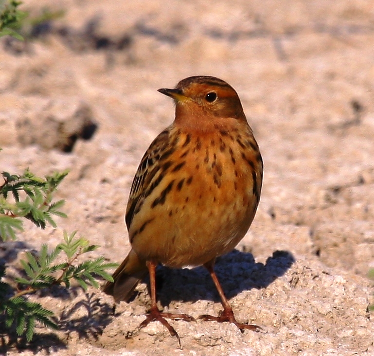 Red-throated Pipit